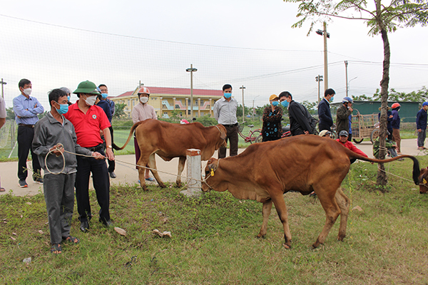 Quảng Bình: Bàn giao bò cái giống cho các hộ khó khăn